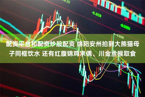 配資平臺和配資炒股配資 綿陽安州拍到大熊貓母子同框飲水 還有紅腹錦雞求偶、川金絲猴取食
